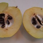 The fruit cut in half