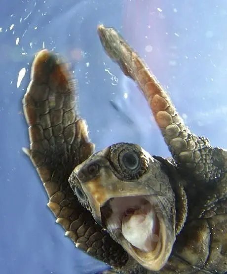 sea turtle yay!