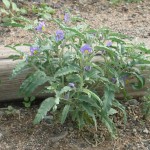 Plant growing in Arcosanti stairway