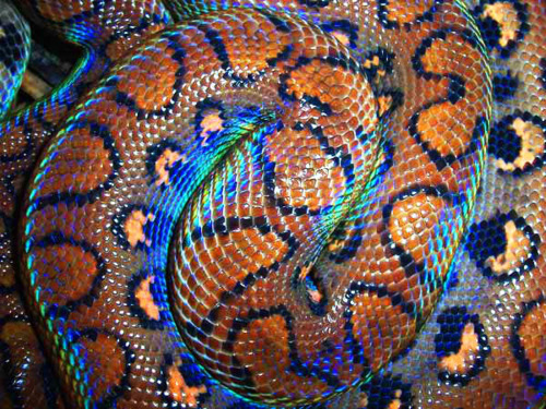 Brazilian rainbow boa
