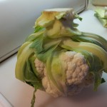 alien cauliflower