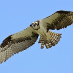 Osprey in flight over Lake Wylie, SC - from wikipedia