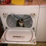 Cat Fud in dryer! ;)