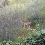 squeee! A deer!