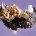 cute kittehs are feel-better