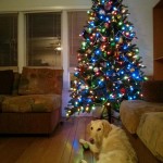 Goldie & c-mas tree! :)