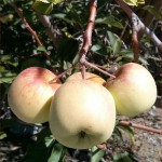 Apples on our tree