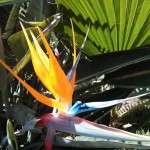 bird of paradise flower