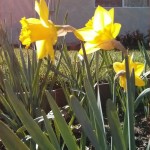 daffodilly sunshine
