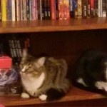 Shelved & organized kitties