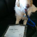 Goldie & Agility 1 cert