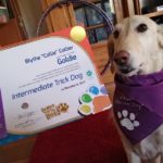 Goldie in new bandanna & ITD certificate!