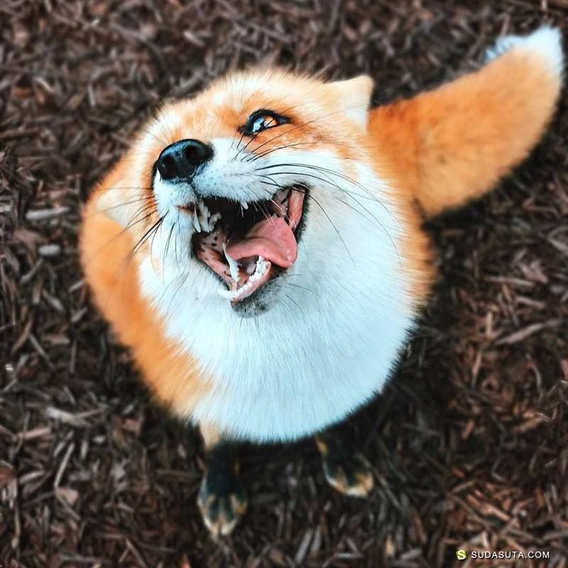 tongue-out Juniper the fox