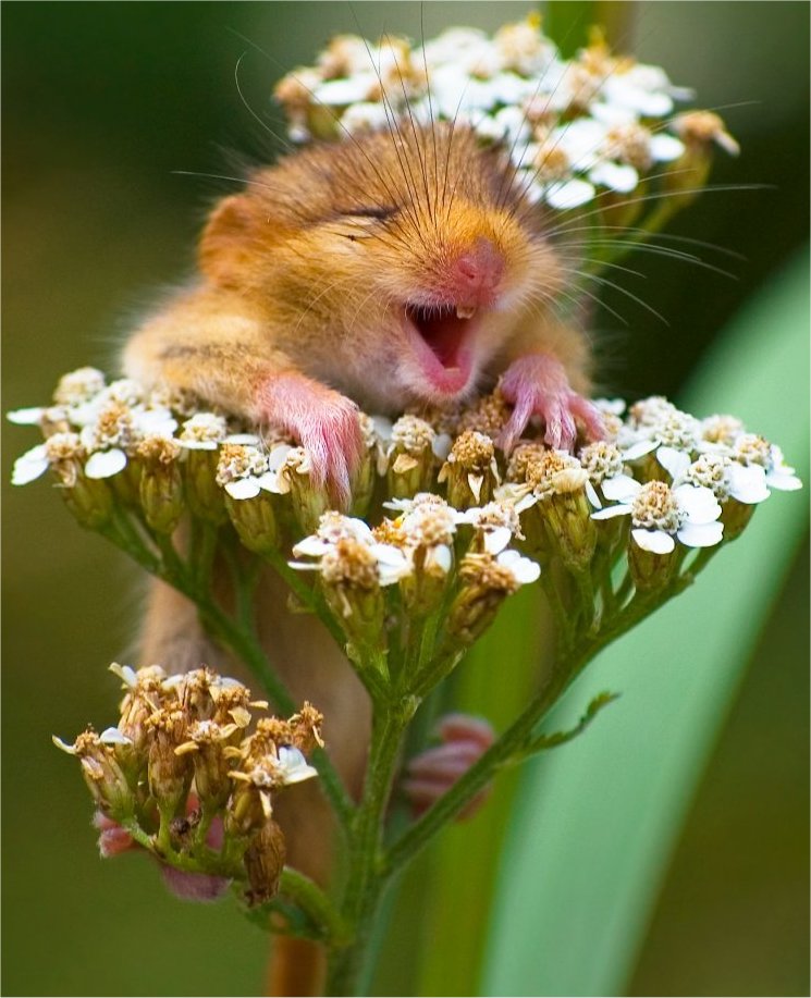laughing mousie
